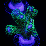 Pocillopora