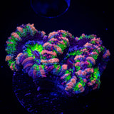 Pink Streak Acan