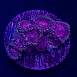 Supernova Zoas