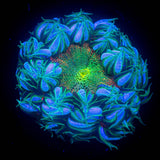 Ultra Rock Flower HOT