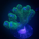 Pocillopora