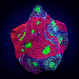 Grafted War Coral