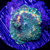 Groovy Mushroom