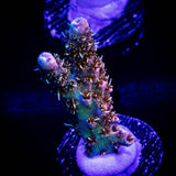 LRO Bahama Mama Acro