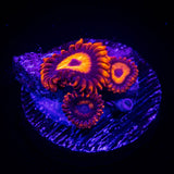 Orange Oxide Zoas