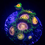 Lazer Lemon Zoas