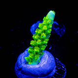 Bali Green Slimer Acro