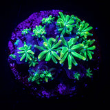 Toxic Galaxea