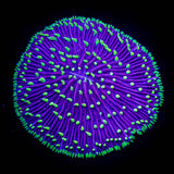 Green Tentacle Plate Coral