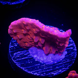 Flaming Setosa