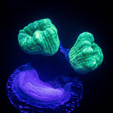 Teal Trumpets