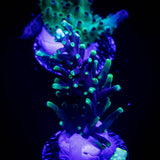 LRO Xtreme Pacman Acro
