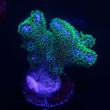 Pocillopora