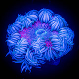 Ultra Rock Flower