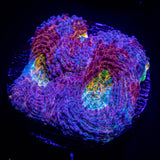 LRO Tye Dye Echinata HOT