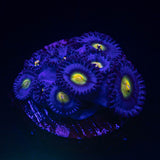 WWC AOI Zoas