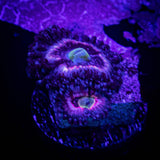 Pink Constellation Zoas