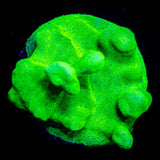 ORA Kelly Green Psammacora