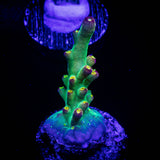 LRO Buzz Lightyear Acro