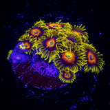 Super Saiyan Zoas