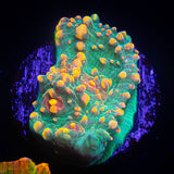 LRO Fukushima Chalice