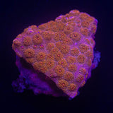 Sweetheart Cyphastrea