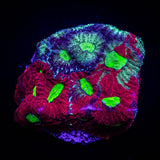 Grafted War Coral