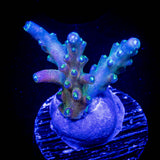 CB Flaming Unicorn Acro