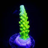 Bali Green Slimer Acro