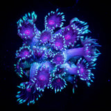 LRO Berrywinkle Goni
