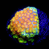 LRO Combustion Bernardpora