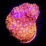 Orange Pavona