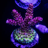 LRO Snow Dragon Acro