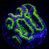 Green Rim Acan