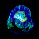 LRO Swamp Thing Asian Acan