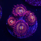 Pink and Gold Zoas