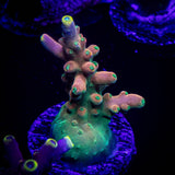 CB Flaming Unicorn Acro