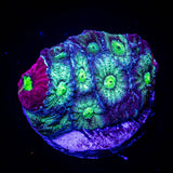 Marbled Favites