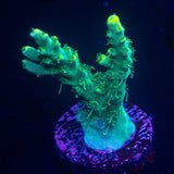 LRO Swamp Thing