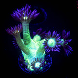 LRO Blue Tip Toxic Goni