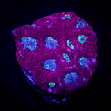 Teal Eye Favia