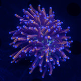 LRO 24K Torch