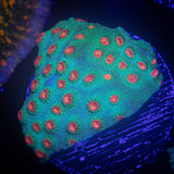 Meteor Shower Cyphastrea