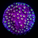 Bling Bling Cyphastrea
