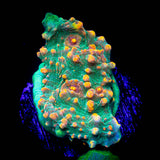 LRO Fukushima Chalice