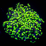 Glowbug Octospawn