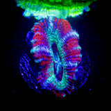 LRO Berrylicious Asian Acan
