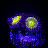 Frozen Apple Zoas