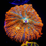 Caribbean Crush Rhodactis