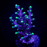 LRO Xtreme Pacman Acro